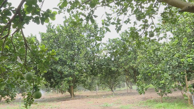 “Bộ đội Cụ Hồ” làm kinh tế, dựng xây cuộc sống mới trên quê hương- Ảnh 7.