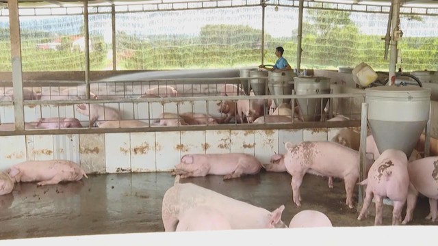 Tập trung phòng dịch bệnh cho đàn heo phục vụ thị trường Tết- Ảnh 2.