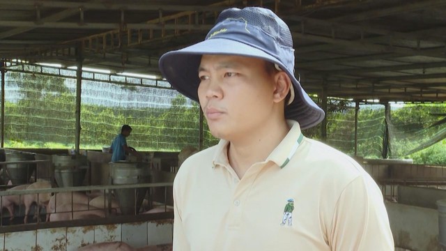 Tập trung phòng dịch bệnh cho đàn heo phục vụ thị trường Tết- Ảnh 1.