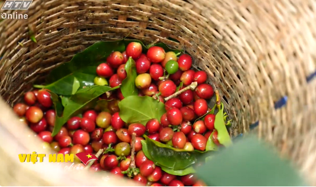 Việt Nam đi là ghiền - Mùa 4 - Tập 37: Từ đất đỏ cao nguyên đến tách cà phê mang hương núi rừng - Ảnh 3.