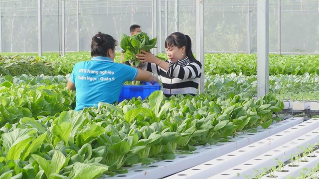 Đổi mới nông nghiệp đô thị trong không gian TP. Hồ Chí Minh mở rộng - Ảnh 3.