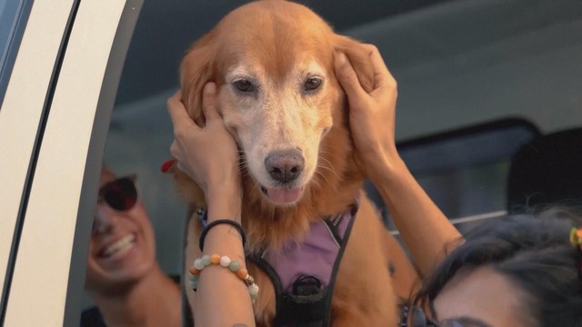 Buổi diễu hành của thú cưng mừng Giáng sinh trên bãi biển Phuket, Thái Lan - Ảnh 1.