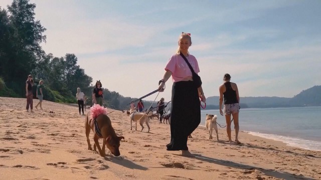 Buổi diễu hành của thú cưng mừng Giáng sinh trên bãi biển Phuket, Thái Lan - Ảnh 2.