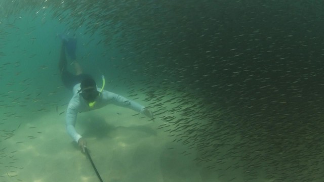 Cảnh tượng hiếm có: Hàng triệu con cá cơm vây kín biển Copacabana- Ảnh 3. Cảnh tượng hiếm có: Hàng triệu con cá cơm vây kín biển Copacabana- Ảnh 3.