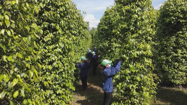 Vươn khơi - Ngày 3/12/2025 | TP. Hồ Chí Minh: Nghiên cứu dự án cảng biển ở khu đất 200.000 m2 tại phường Phú Mỹ - Ảnh 3.