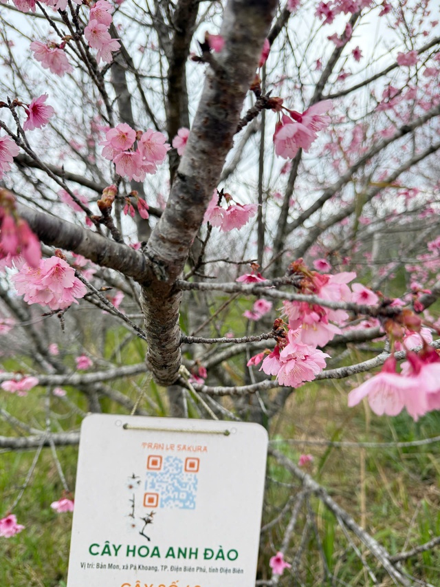 Điện Biên: 3 điểm check-in cực "hot" dịp năm mới - Ảnh 9.