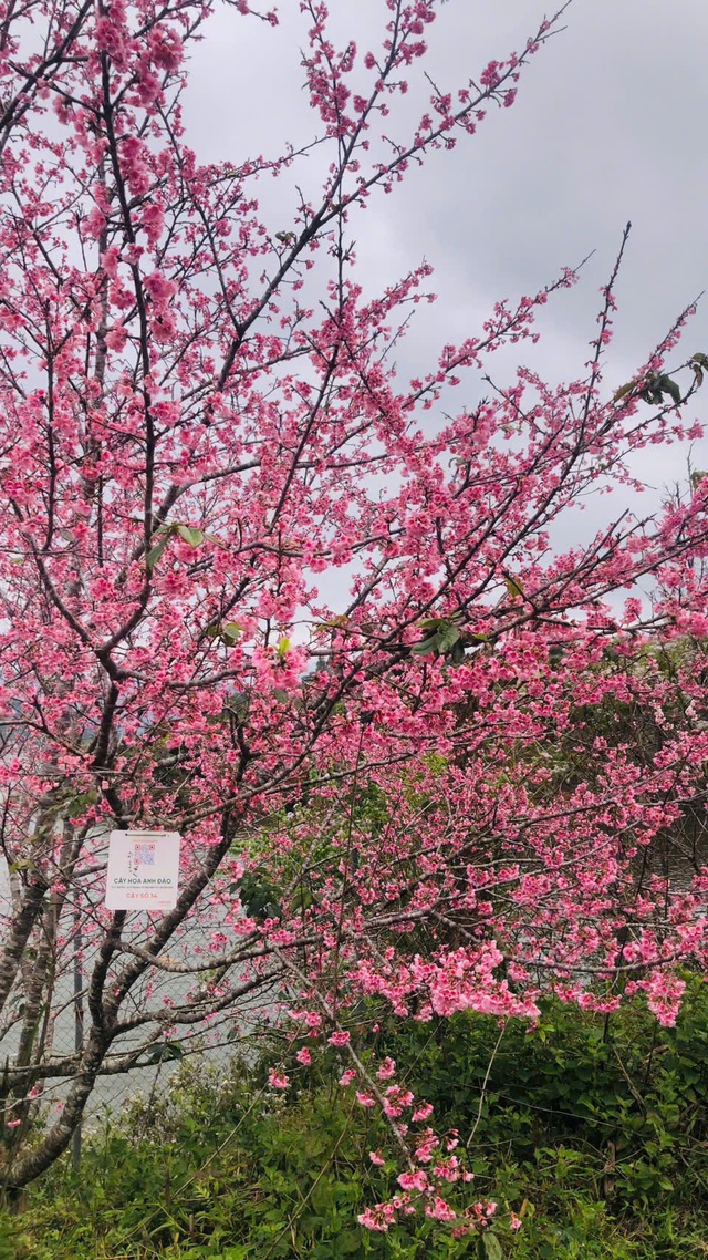 Điện Biên: 3 điểm check-in cực "hot" dịp năm mới - Ảnh 10.