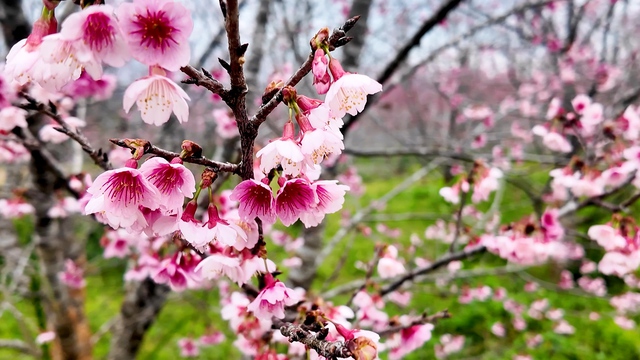 Điện Biên: Lễ hội Hoa anh đào xã Mường Phăng diễn ra từ ngày 9-11/1/2026 - Ảnh 1.