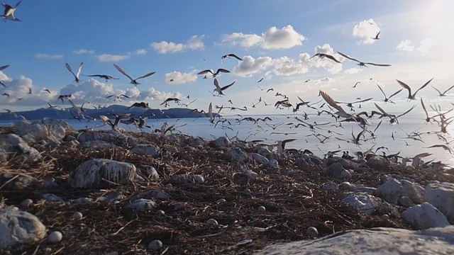Vươn khơi - Ngày 4/12/2025 | Vườn Quốc gia Côn Đảo: Điểm sáng về bảo tồn thiên nhiên- Ảnh 1. Vươn khơi - Ngày 4/12/2025 | Vườn Quốc gia Côn Đảo: Điểm sáng về bảo tồn thiên nhiên- Ảnh 1.