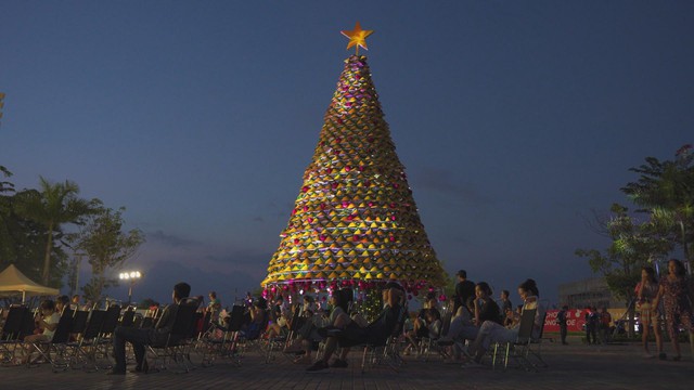 Cây thông nón lá và quả châu khổng lồ tại Cần Thơ- Ảnh 4. Cây thông nón lá và quả châu khổng lồ tại Cần Thơ- Ảnh 4.