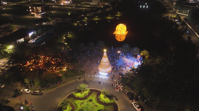 Cây thông nón lá và quả châu khổng lồ tại Cần Thơ- Ảnh 1. Cây thông nón lá và quả châu khổng lồ tại Cần Thơ- Ảnh 1.