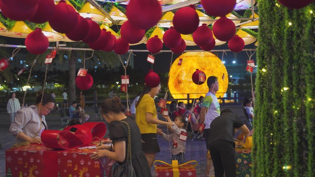 Cây thông nón lá và quả châu khổng lồ tại Cần Thơ- Ảnh 3. Cây thông nón lá và quả châu khổng lồ tại Cần Thơ- Ảnh 3.