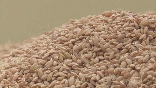 Nhật Bản: Giá bán lẻ trung bình mặt hàng gạo cao kỷ lục- Ảnh 5. Nhật Bản: Giá bán lẻ trung bình mặt hàng gạo cao kỷ lục- Ảnh 5.