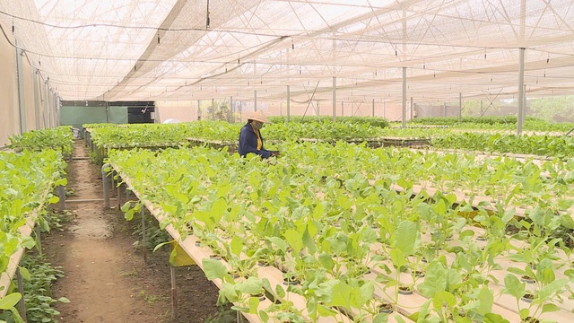 Cần cơ chế bứt phá để nông nghiệp đô thị trở thành “lá phổi xanh” của TP. Hồ Chí Minh- Ảnh 4. Cần cơ chế bứt phá để nông nghiệp đô thị trở thành “lá phổi xanh” của TP. Hồ Chí Minh- Ảnh 4.