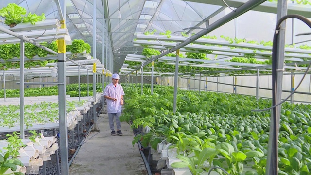 Cần cơ chế bứt phá để nông nghiệp đô thị trở thành “lá phổi xanh” của TP. Hồ Chí Minh- Ảnh 5. Cần cơ chế bứt phá để nông nghiệp đô thị trở thành “lá phổi xanh” của TP. Hồ Chí Minh- Ảnh 5.