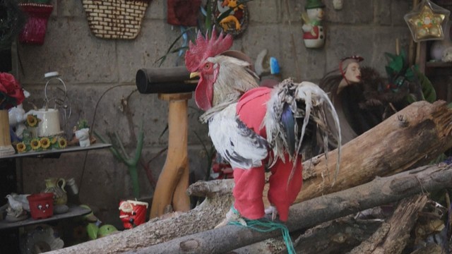 Cuộc thi mặc trang phục cho Gà mái ở Honduras - Ảnh 1.