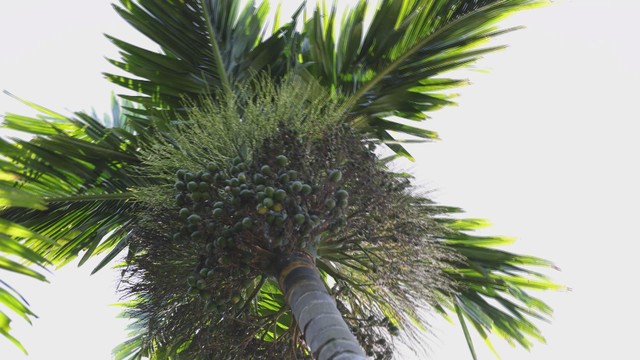 Lan tỏa giá trị kinh tế từ cây cau Quảng Ngãi- Ảnh 2. Lan tỏa giá trị kinh tế từ cây cau Quảng Ngãi- Ảnh 2.