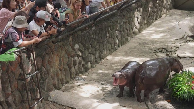 Thái Lan: Người dân mừng sinh nhật hà mã lùn Moo Deng- Ảnh 1. Thái Lan: Người dân mừng sinh nhật hà mã lùn Moo Deng- Ảnh 1.