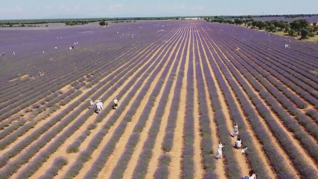 Du khách mê mẩn trước cánh đồng hoa oải hương Tây Ban Nha - Ảnh 1.