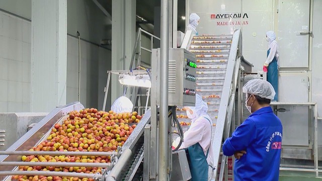 Giải pháp nào giúp trái cây Việt tái định vị thành công? - Ảnh 2.