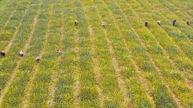 Giải pháp nào giúp trái cây Việt tái định vị thành công? - Ảnh 1.