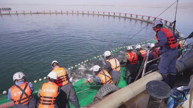 Hồ nước Longyang, nơi lý tưởng để nuôi cá hồi nước ngọt - Ảnh 2.