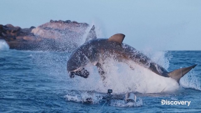 Chương trình 'Shark Week' trở lại trên kênh Discovery Channel - Ảnh 1.