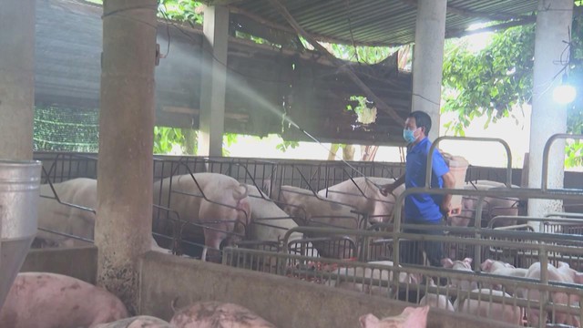 Người chăn nuôi chủ động phòng chống dịch tả heo Châu Phi - Ảnh 3.