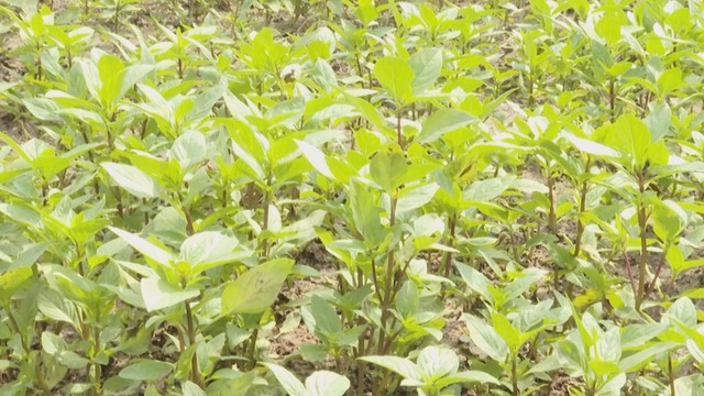 Rau rớt giá, lúa sâu hại: Nỗi lo mùa mưa chưa dứt - Ảnh 3.