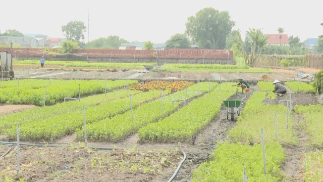 Rau rớt giá, lúa sâu hại: Nỗi lo mùa mưa chưa dứt - Ảnh 1.