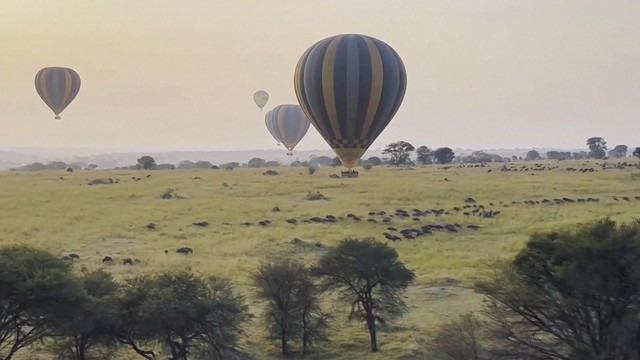 Ngắm cảnh ngoạn mục: Tour khinh khí cầu chiêm ngưỡng thú di cư tại Tanzania- Ảnh 3. Ngắm cảnh ngoạn mục: Tour khinh khí cầu chiêm ngưỡng thú di cư tại Tanzania- Ảnh 3.