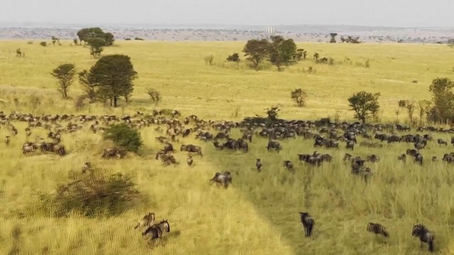 Ngắm cảnh ngoạn mục: Tour khinh khí cầu chiêm ngưỡng thú di cư tại Tanzania- Ảnh 2. Ngắm cảnh ngoạn mục: Tour khinh khí cầu chiêm ngưỡng thú di cư tại Tanzania- Ảnh 2.