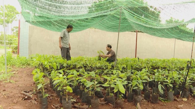 Giá ca cao tăng cao nhất 10 năm, nông dân TP.HCM khó tìm mua cây giống - Ảnh 3.