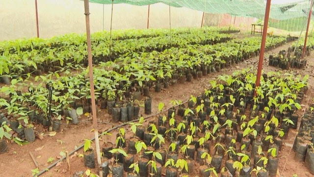 Giá ca cao tăng cao nhất 10 năm, nông dân TP.HCM khó tìm mua cây giống - Ảnh 1.