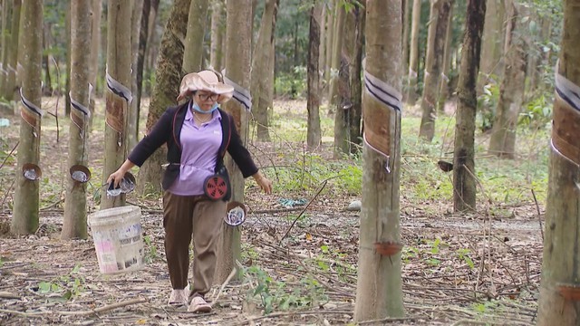 Giá mủ cao su tăng, nông dân TP.HCM phấn khởi vào đầu vụ khai thác 2025 - Ảnh 1.