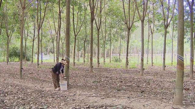Giá mủ cao su tăng, nông dân TP.HCM phấn khởi vào đầu vụ khai thác 2025 - Ảnh 2.