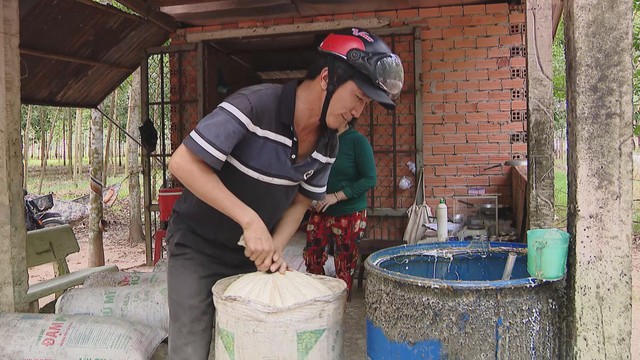 Giá mủ cao su tăng, nông dân TP.HCM phấn khởi vào đầu vụ khai thác 2025 - Ảnh 3.