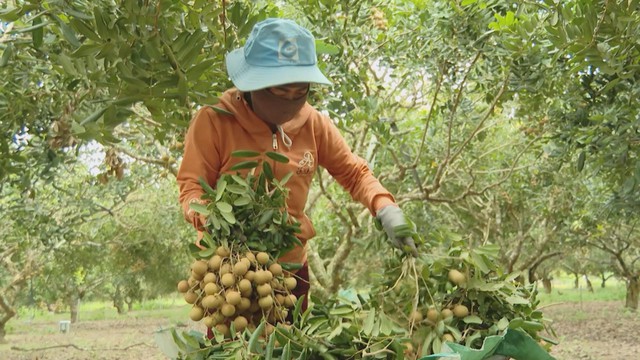 Sầu riêng, nhãn xuồng cơm vàng “được mùa, mất giá": Nhà vườn khó khăn - Ảnh 6.