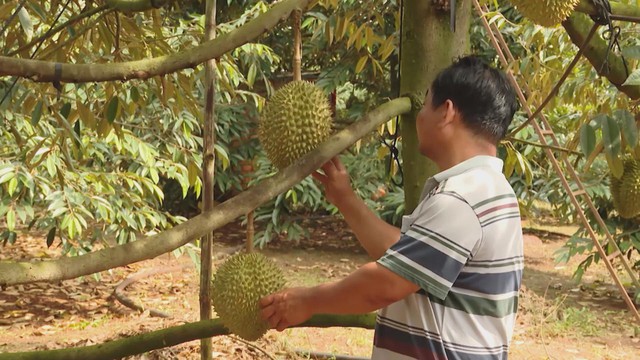 Sầu riêng, nhãn xuồng cơm vàng “được mùa, mất giá": Nhà vườn khó khăn - Ảnh 1.