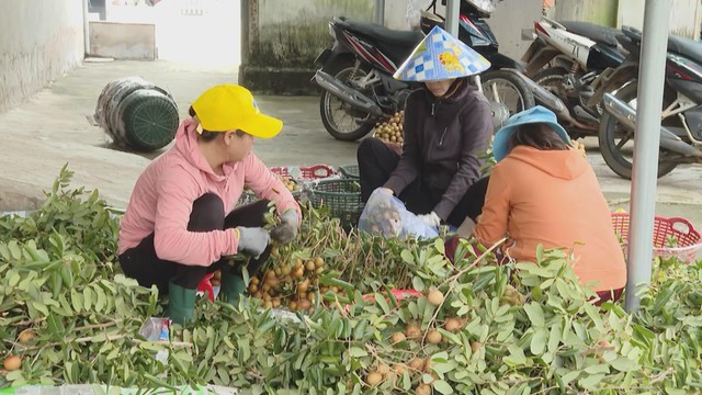 Sầu riêng, nhãn xuồng cơm vàng “được mùa, mất giá": Nhà vườn khó khăn - Ảnh 5.