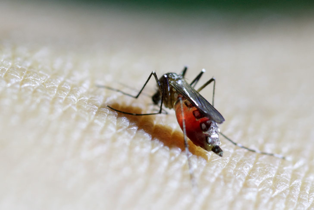 Hơn 7.000 người bị nhiễm virus Chikungunya tại Trung Quốc - Ảnh 3.