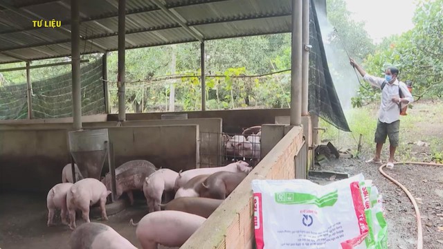TP.HCM: Thêm 2 ổ dịch tả heo Châu Phi tại Long Hải và Xuân Sơn- Ảnh 2. TP.HCM: Thêm 2 ổ dịch tả heo Châu Phi tại Long Hải và Xuân Sơn- Ảnh 2.