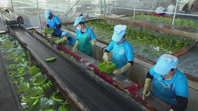 Nghị định 156: Đòn bẩy vốn giúp hợp tác xã mở rộng sản xuất và nâng giá trị nông sản- Ảnh 3. Nghị định 156: Đòn bẩy vốn giúp hợp tác xã mở rộng sản xuất và nâng giá trị nông sản- Ảnh 3.