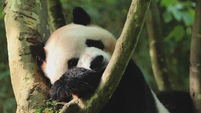 Hai gấu trúc Zhi Shi và Zhi Ma chuyển đến Cáp Nhĩ Tân - Ảnh 1.