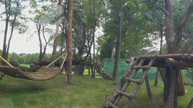 Hai gấu trúc Zhi Shi và Zhi Ma chuyển đến Cáp Nhĩ Tân - Ảnh 5.