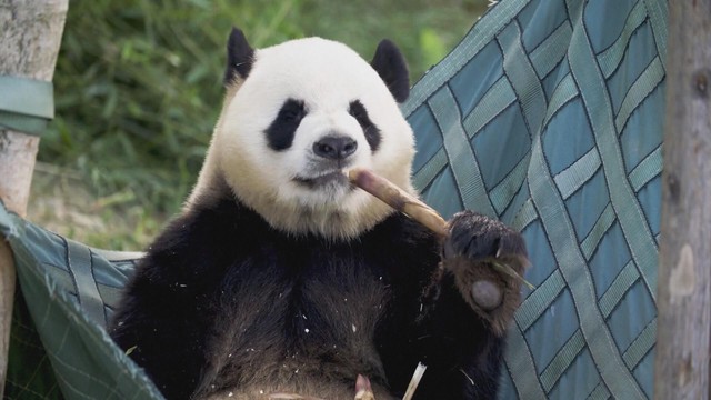 Hai gấu trúc Zhi Shi và Zhi Ma chuyển đến Cáp Nhĩ Tân - Ảnh 3.