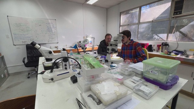 Chile: Hóa thạch 74 triệu năm tuổi hé lộ "mắt xích" tiến hóa của động vật có vú- Ảnh 1. Chile: Hóa thạch 74 triệu năm tuổi hé lộ "mắt xích" tiến hóa của động vật có vú- Ảnh 1.