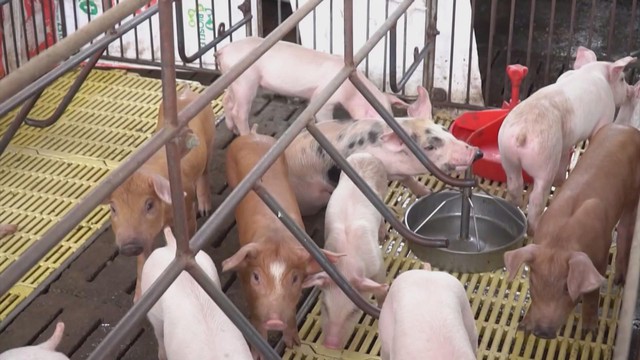 An toàn sinh học: Giải pháp hướng đến chăn nuôi heo bền vững - Ảnh 2.