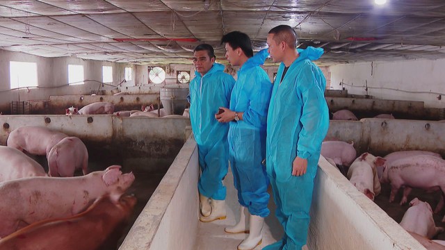 An toàn sinh học: Giải pháp hướng đến chăn nuôi heo bền vững - Ảnh 1.