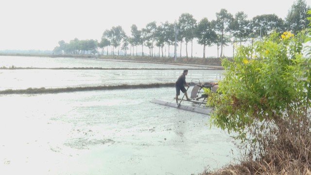 TP.HCM gieo sạ hơn 9.000 ha lúa vụ Mùa 2025, kỳ vọng bội thu - Ảnh 1.